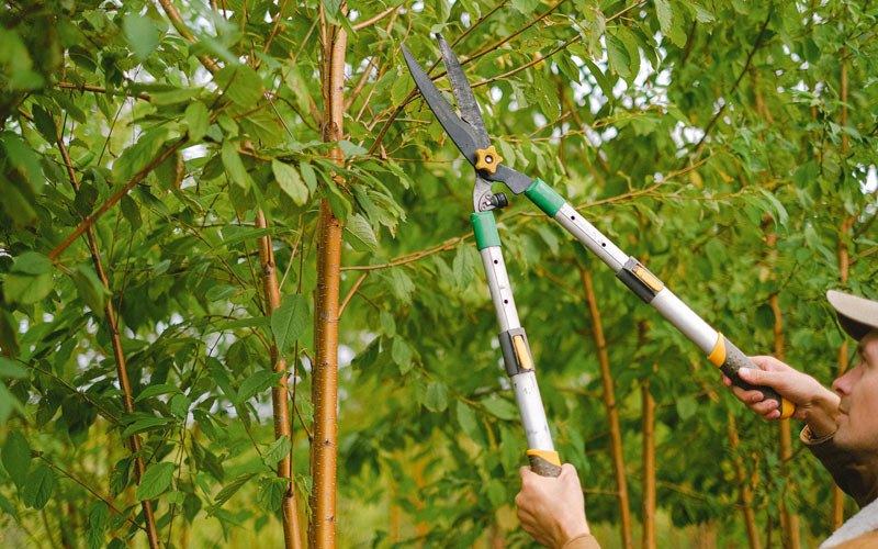 Tree trimming in White Mountain, AK