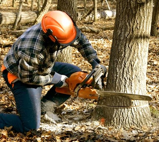Tree Removal in White Mountain, AK